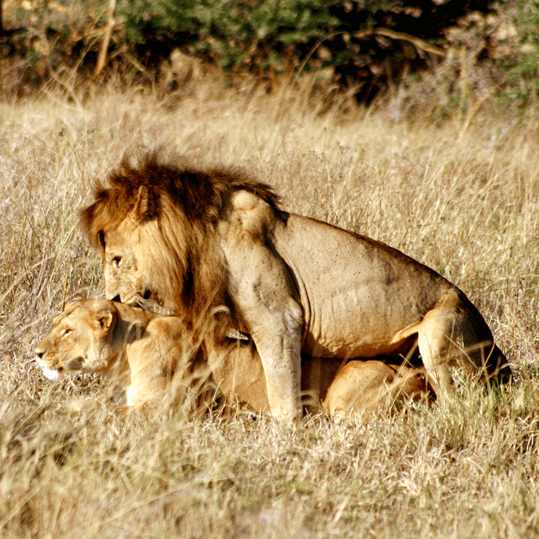 lions mating