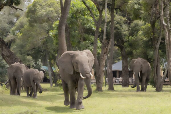 little governors camp elephant visitors