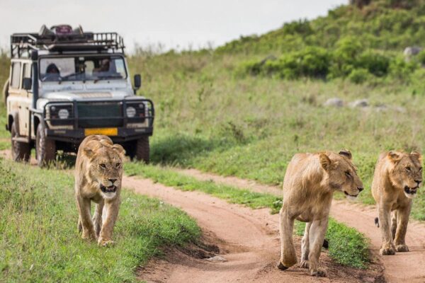 Exotic Safari Adventure